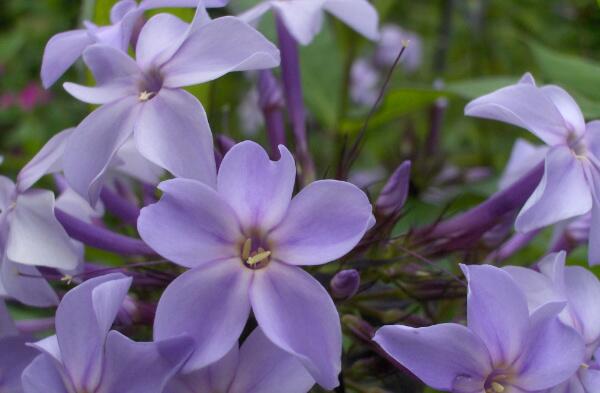 Phlox paniculata Fliederenzian