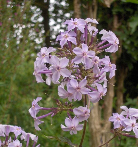 Phlox paniculata Fliederenzian