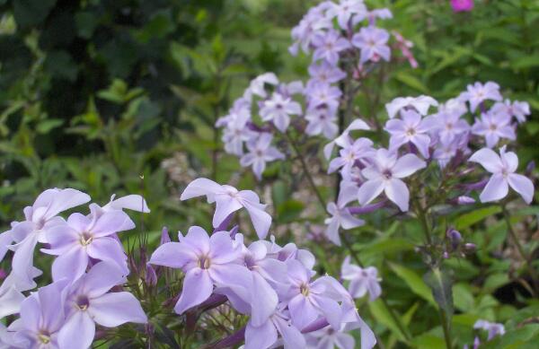 Phlox paniculata Fliederenzian