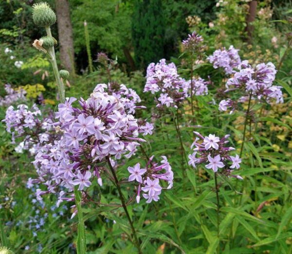 Phlox paniculata Fliederenzian