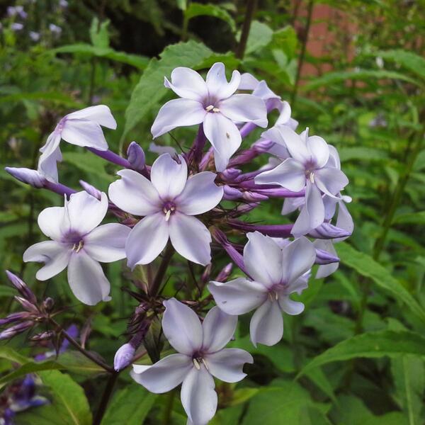 Phlox paniculata Fliederenzian