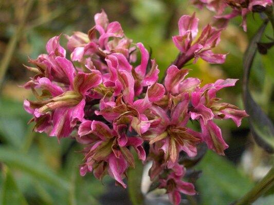 Phlox paniculata 'Natural Feelings'