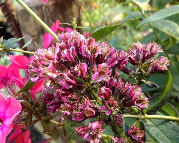 Phlox paniculata Natural Feelings