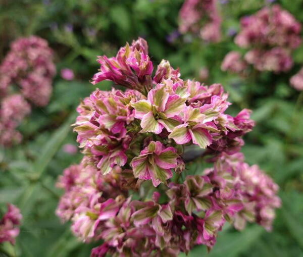 Phlox paniculata Natural Feelings