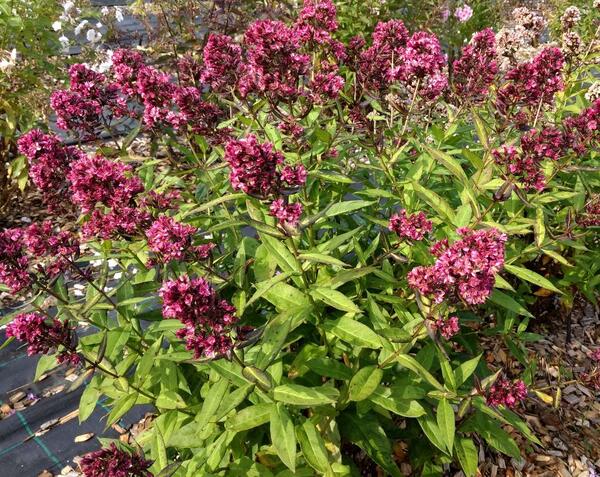 Phlox paniculata 'Natural Feelings'