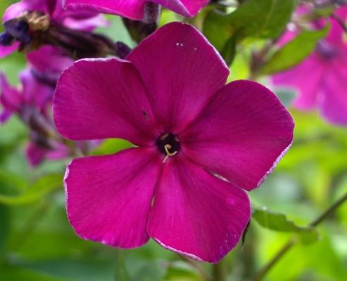 Phlox paniculata 'Papageno'