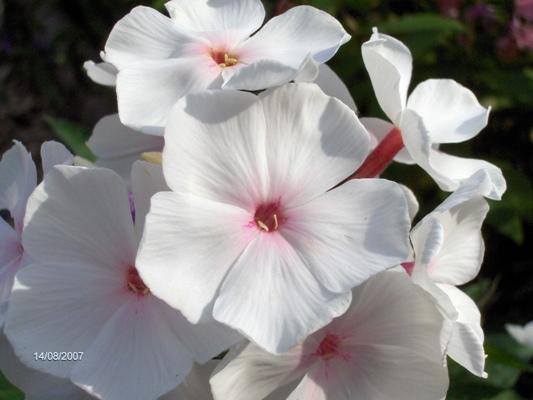 Phlox paniculata 'Popeye'