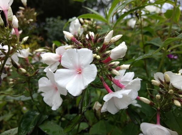 Phlox paniculata 'Popeye'