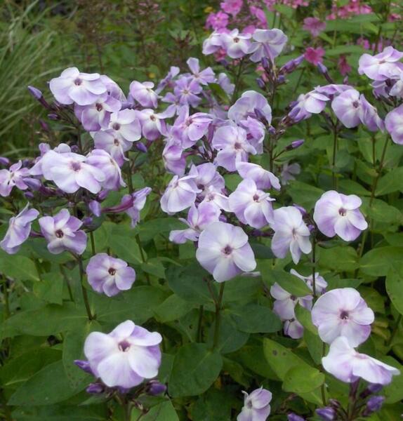 Phlox paniculata 'Violetta Gloriosa'