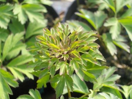 Anemone nemorosa 'Virescens' nr 1