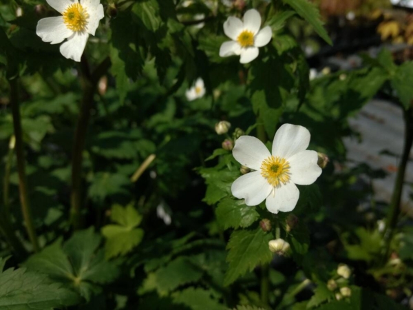 Ranunculus aconitifolius