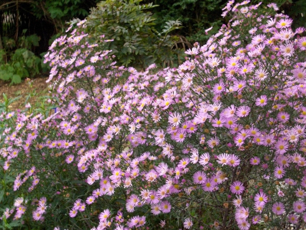 Aster 'Pink Star'