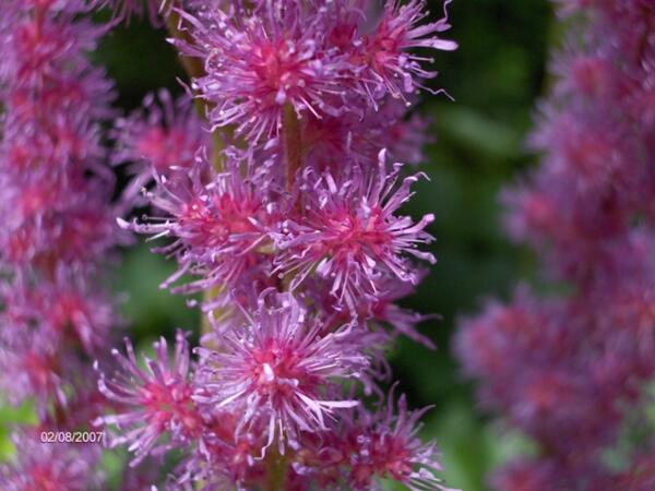 Astilbe chinensis 'Pumila'