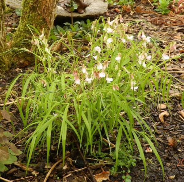 Lathyrus vernus ssp. flaccidus - sart lyserød