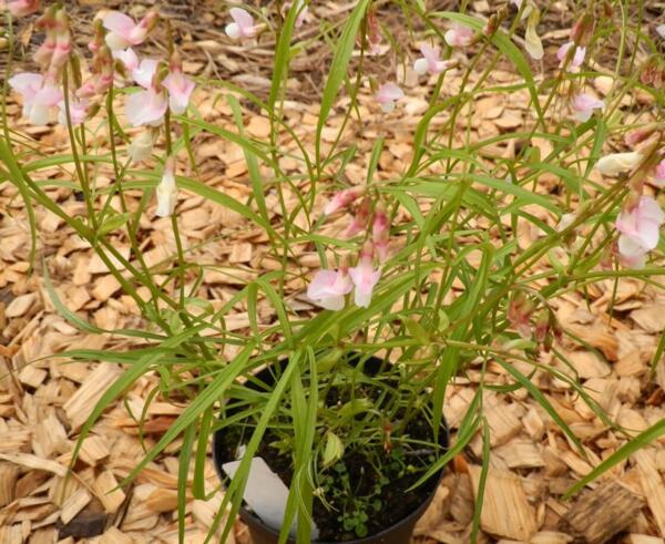 Lathyrus vernus ssp. flaccidus - sart lyserød