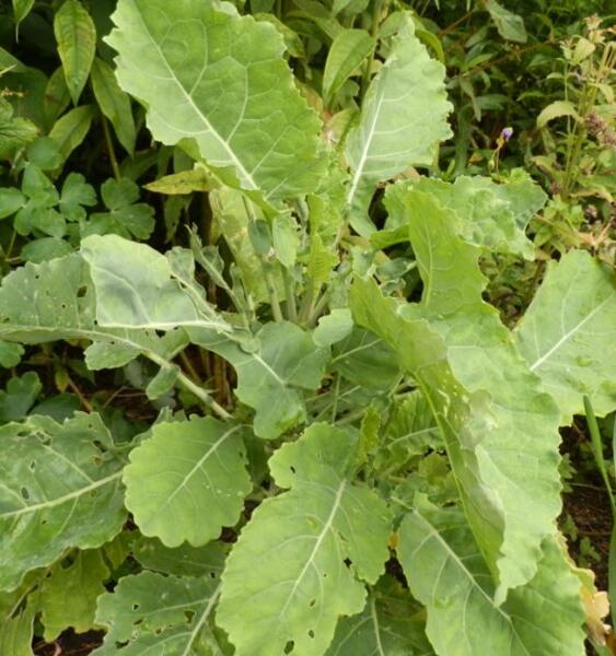 Brassica oleracea var. ramosa