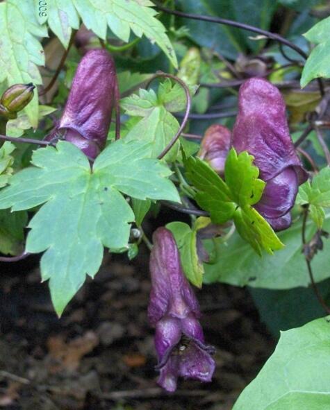Aconitum hemsleyanum 'Red Wine'