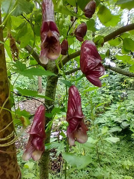 Aconitum hemsleyanum 'Red Wine'
