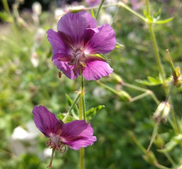 Geranium phaeum 'Rothbury Ruby'