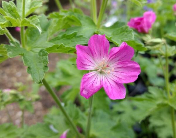 Geranium sylvaticum 'Greek Fire'
