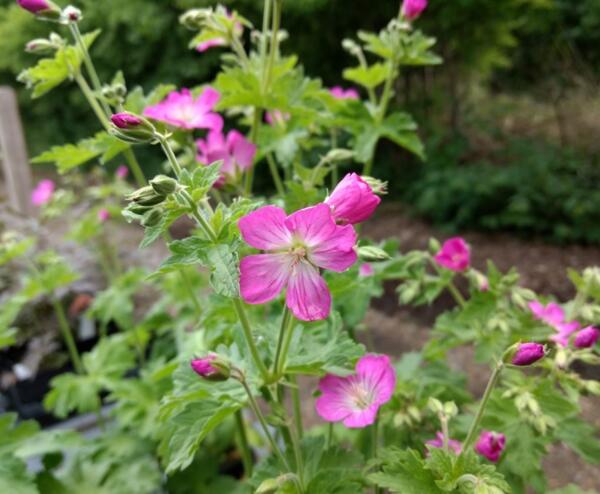 Geranium sylvaticum 'Greek Fire'