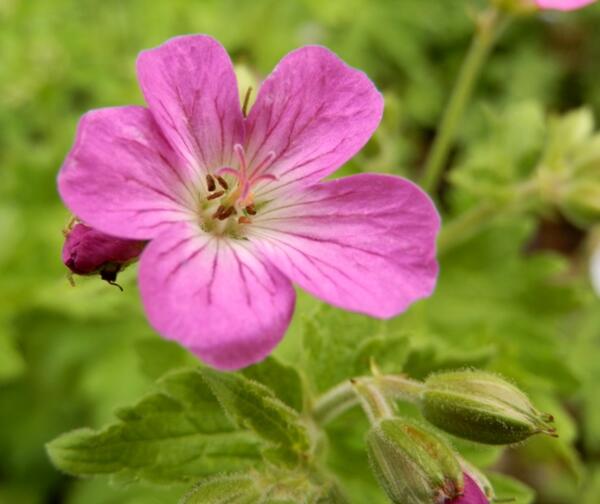 Geranium sylvaticum 'Greek Fire'