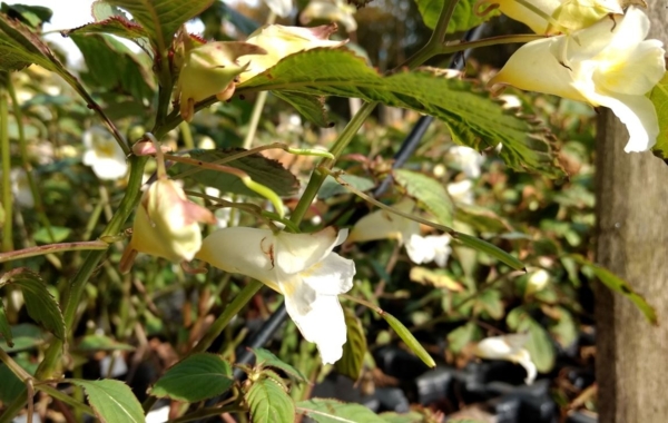 Impatiens arguta 'Alba'