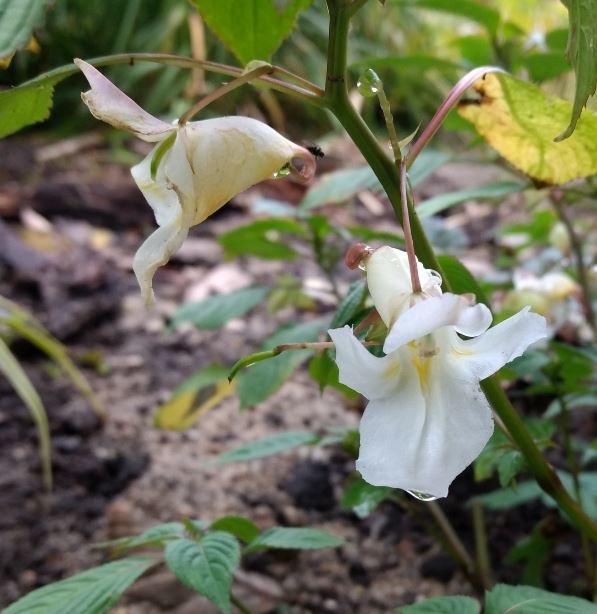 Impatiens arguta 'Alba'