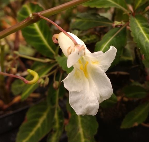 Impatiens arguta 'Alba'