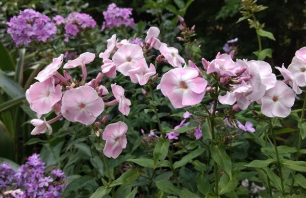 Phlox paniculata Duchess of York