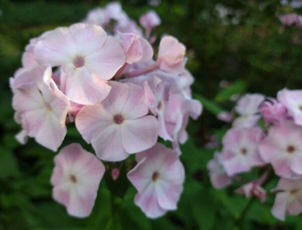 Phlox paniculata Duchess of York