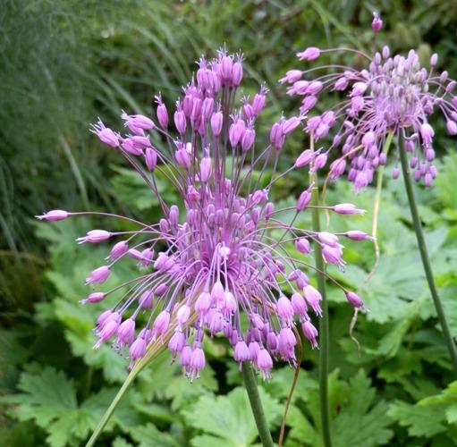 Allium carinatum ssp pulchellum