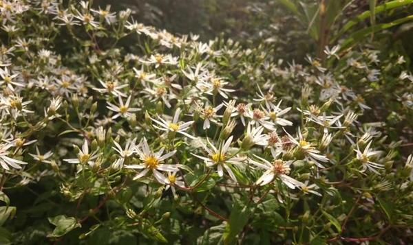 Aster divaricatus