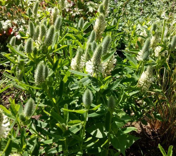 Trifolium rubens f. album 'Frosty Feathers'