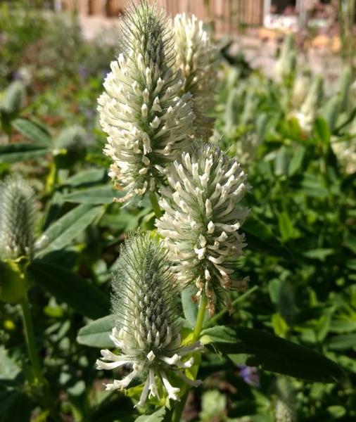 Trifolium rubens f. album 'Frosty Feathers'