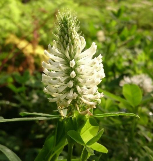 Trifolium rubens f. album 'Frosty Feathers'