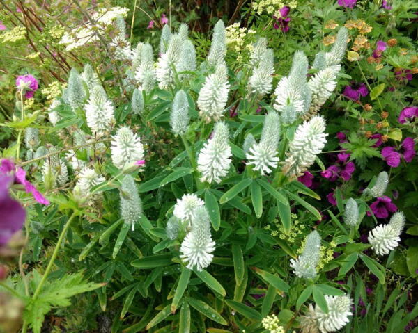 Trifolium rubens f. album 'Frosty Feathers'