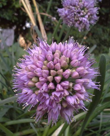 Allium senescens - September