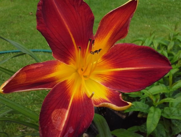 Hemerocallis 'Ruby Spider'