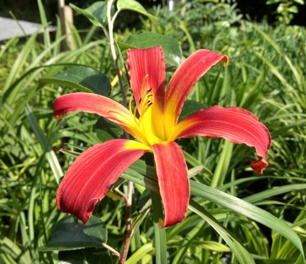 Hemerocallis Red Ribbons