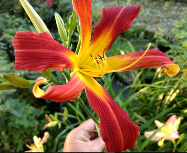 Hemerocallis Red Ribbons