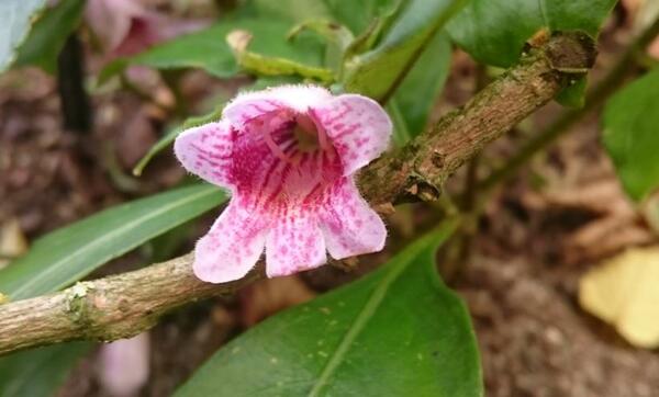 Hemiboea subcapitata