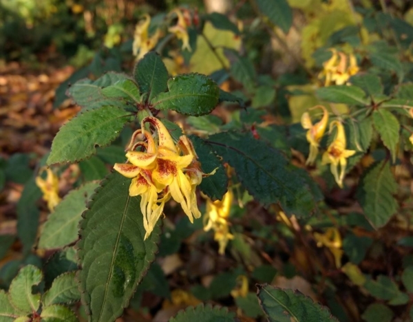 Impatiens stenantha