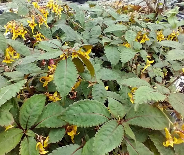Impatiens stenantha