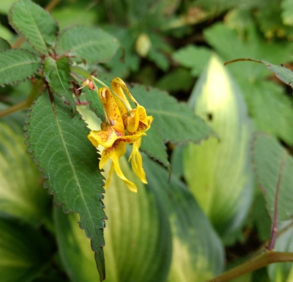 Impatiens stenantha