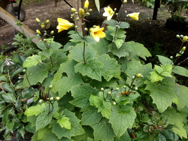 Kirengeshoma koreana