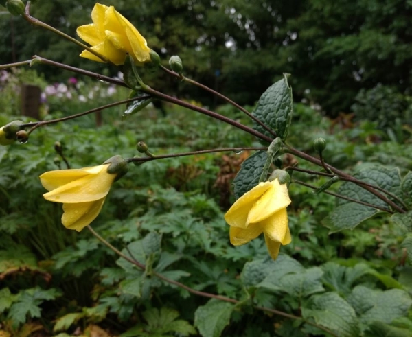 Kirengeshoma koreana