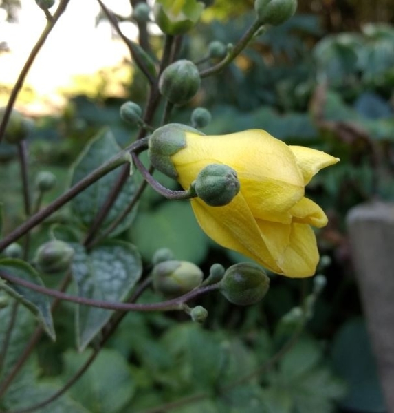 Kirengeshoma koreana