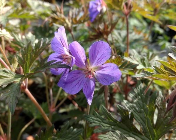 Geranium himalayense 'Kaya'