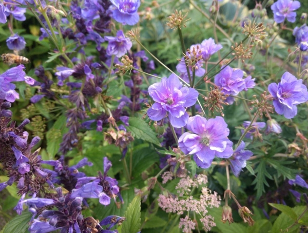 Geranium pratense 'Plenum Caeruleum'